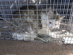 Found/Stray Unknown Cat last seen ens , Hope Mills, NC 28348