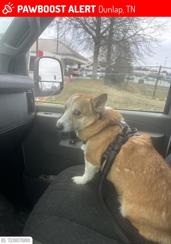 Lost Male Dog last seen Standifer Cir & Greer Dr, Dunlap, TN 37327