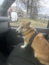 Lost Male Dog last seen Standifer Cir & Greer Dr, Dunlap, TN 37327