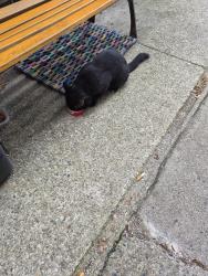 Found/Stray Unknown Cat last seen Washington st james st, Norwood, MA 02062