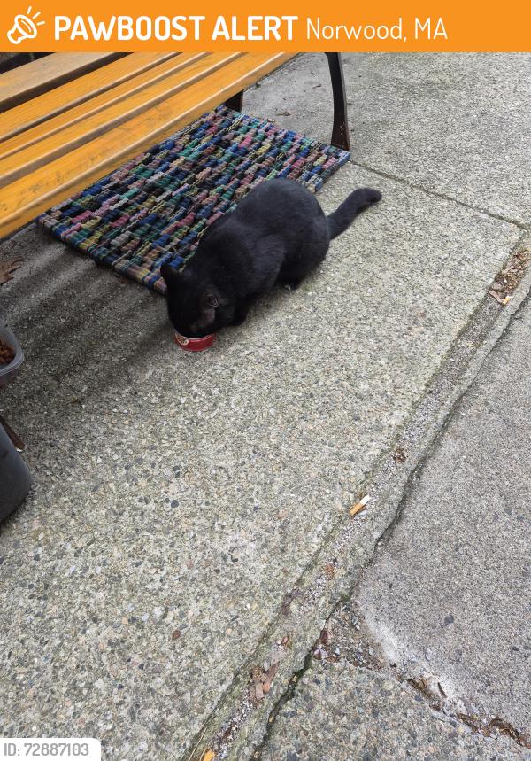 Found/Stray Unknown Cat last seen Washington st james st, Norwood, MA 02062