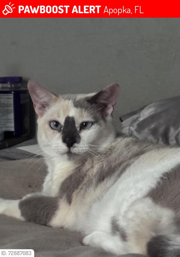 Lost Female Cat last seen G H Washington St, Apopka, FL 32703