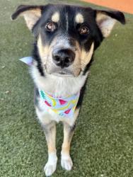 Shelter Stray Male Dog last seen NW 103 AVE 12 ST, Doral, FL 33122