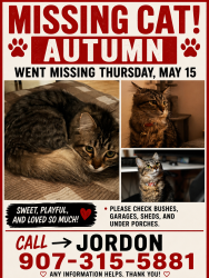 Lost Female Cat last seen Palmer Wasilla Hwy, Wasilla, AK 99654