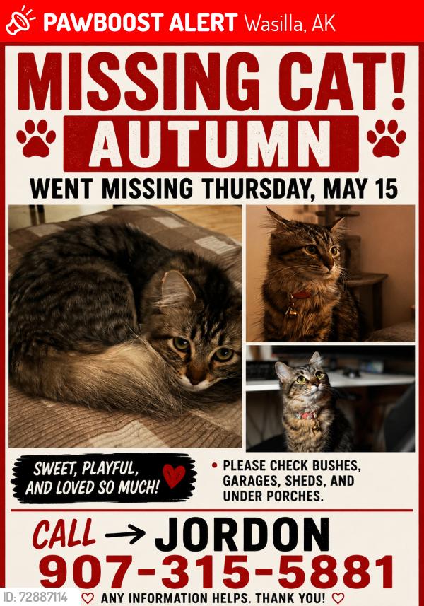 Lost Female Cat last seen Palmer Wasilla Hwy, Wasilla, AK 99654