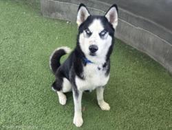 Shelter Stray Male Dog last seen , Los Angeles, CA 91405