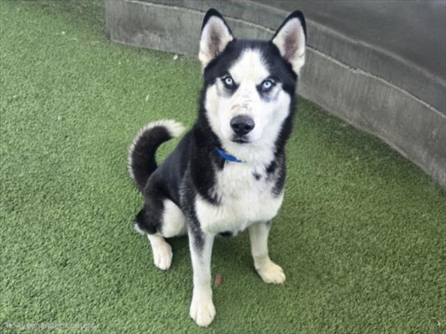 Shelter Stray Male Dog last seen , Los Angeles, CA 91405