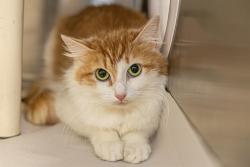 Shelter Stray Female Cat last seen CHARLOTTE, Charlotte, NC 28217