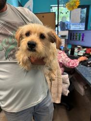 Shelter Stray Female Dog last seen LIBERTY RIDGE CT, BAKERSFIELD, CA, Bakersfield, CA 93307