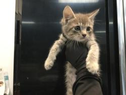 Shelter Stray Female Cat last seen Near BLOCK TUESSELING CT, Thousand Palms, CA 92276