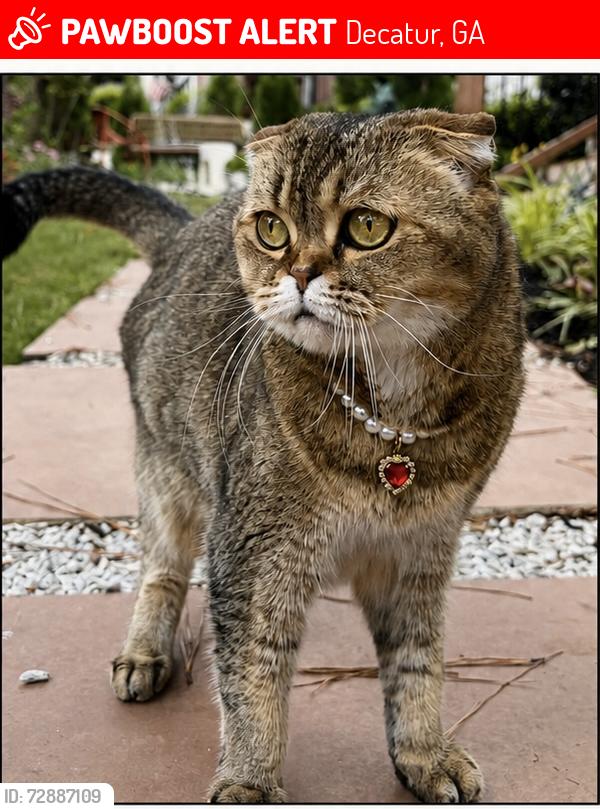 Lost Female Cat last seen Decatur, Decatur, GA 30030