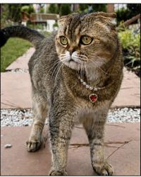 Lost Female Cat last seen Decatur, Decatur, GA 30030