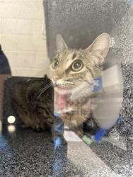 Shelter Stray Female Cat last seen ALIGOTE PL / SHIRAZ WY, Elk Grove, CA 95624