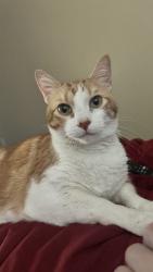 Lost Male Cat last seen Near Clark Fork Ln Missoula, MT  59808 United States In appartment 208, Missoula, MT 59808