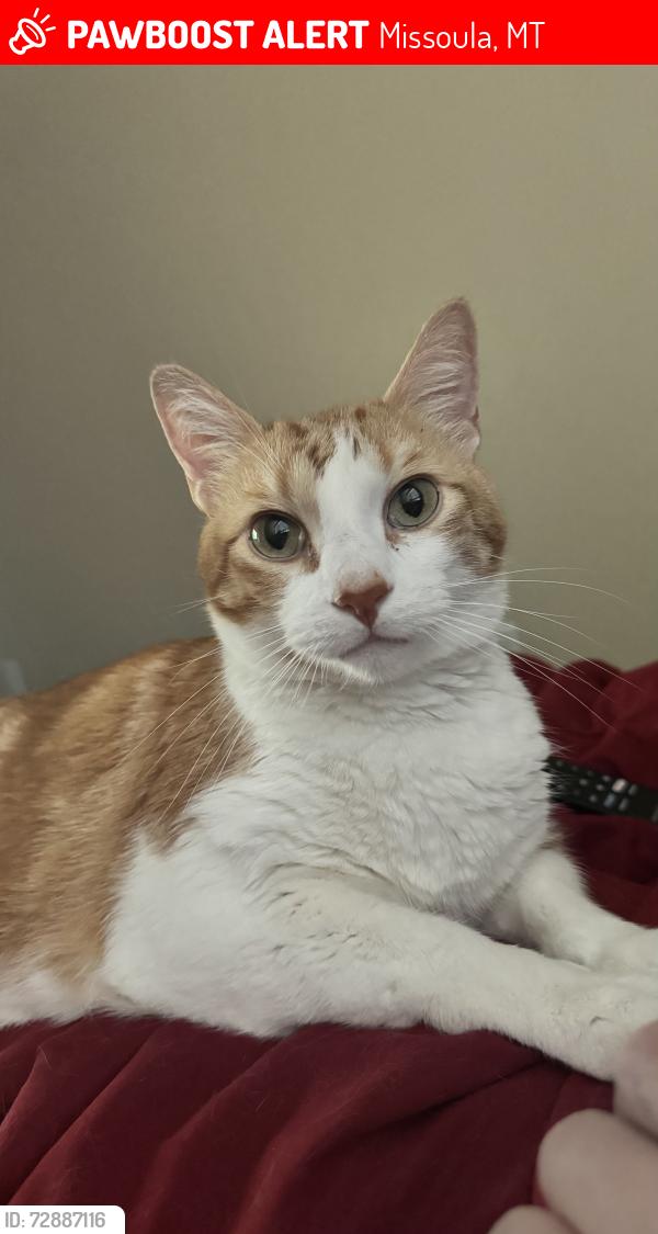Lost Male Cat last seen Near Clark Fork Ln Missoula, MT  59808 United States In appartment 208, Missoula, MT 59808