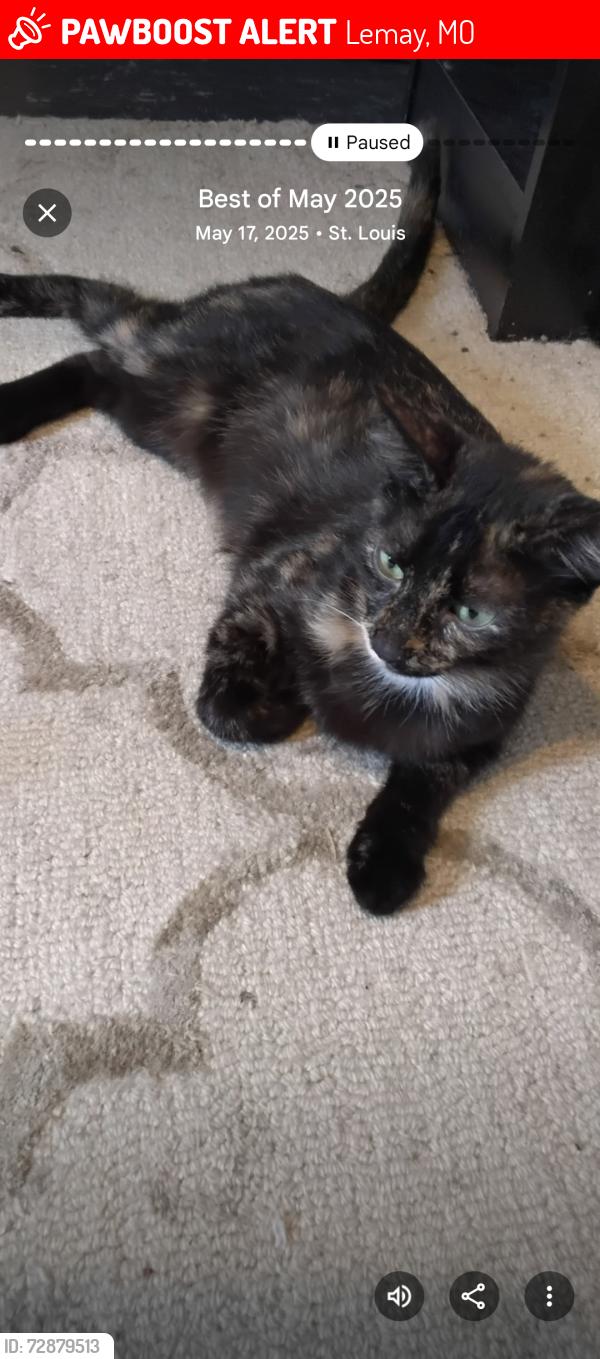 Lost Female Cat last seen W. Ripa Ave, Lemay, MO 63125