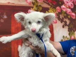 Shelter Stray Male Dog last seen Near BLOCK N CALIFORNIA, San Bernardino, CA 92401
