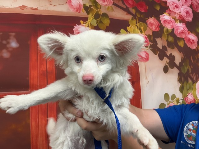 Shelter Stray Male Dog last seen Near BLOCK N CALIFORNIA, San Bernardino, CA 92401