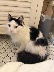Lost Male Cat last seen Outlook and main entrance, Pittsburgh, PA 15228