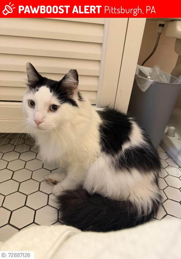 Lost Male Cat last seen Outlook and main entrance, Pittsburgh, PA 15228