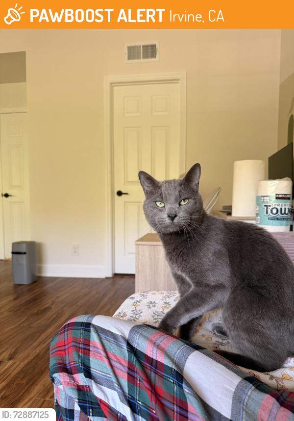 Found/Stray Male Cat last seen Hoag Irvine , Irvine, CA 92618