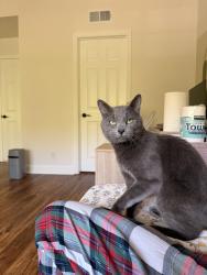 Found/Stray Male Cat last seen Hoag Irvine , Irvine, CA 92618