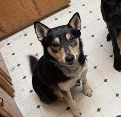 Reunited Female Dog last seen Yuma Way, Manteca, CA 95336, USA, Manteca, CA 95336