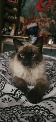 Lost Female Cat last seen 75th street Middle Village, Queens, NY 11379
