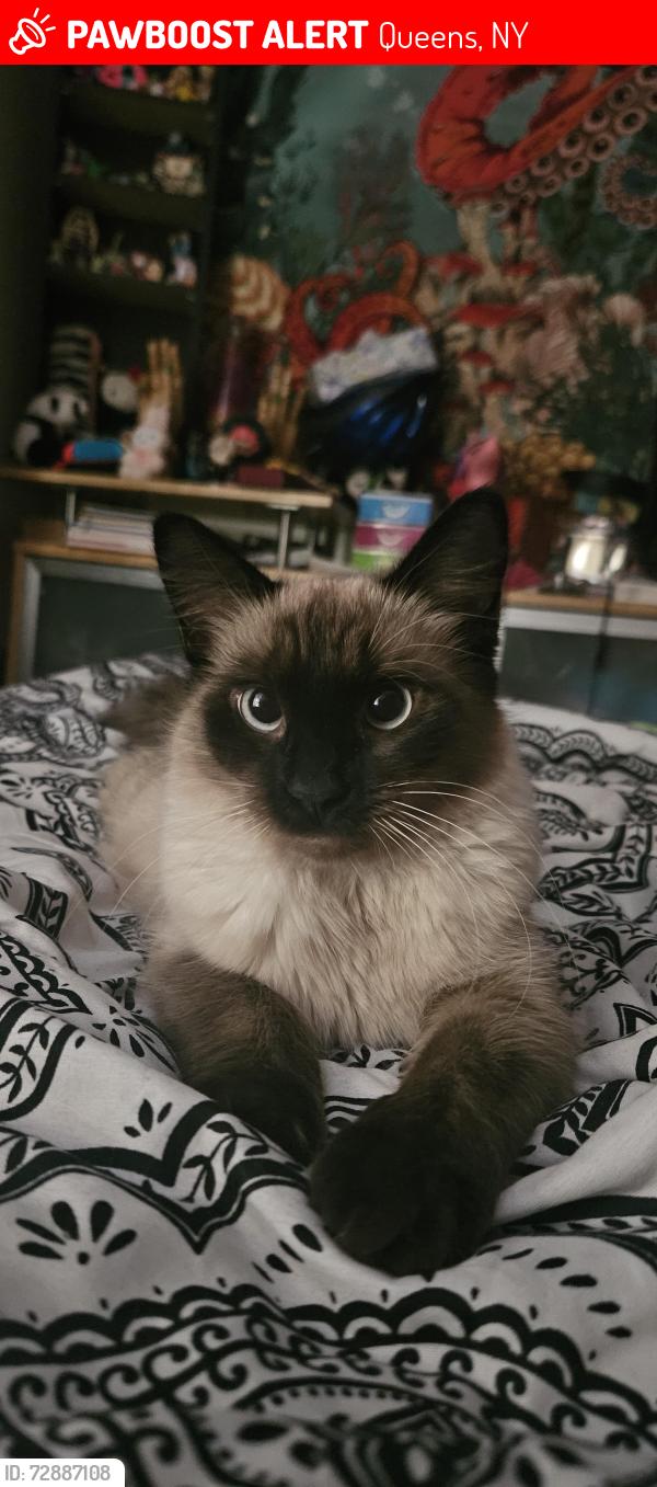 Lost Female Cat last seen 75th street Middle Village, Queens, NY 11379