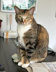 Reunited Female Cat last seen River Rd & Corydon St, between CVS/Stater Bros and Stagecoach Park , Corona, CA 92878