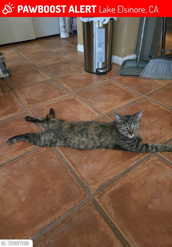 Lost Female Cat last seen Meadow Wood Ln, Lake Elsinore, CA 92532