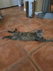 Lost Female Cat last seen Meadow Wood Ln, Lake Elsinore, CA 92532
