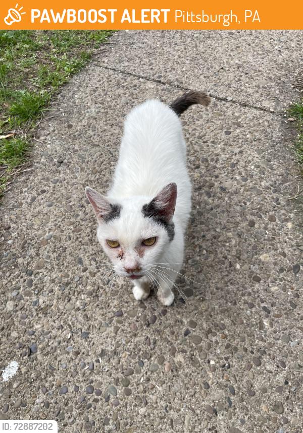 Found/Stray Female Cat last seen Between Junior and Senior Drives , Pittsburgh, PA 15227