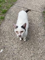 Found/Stray Female Cat last seen Between Junior and Senior Drives , Pittsburgh, PA 15227
