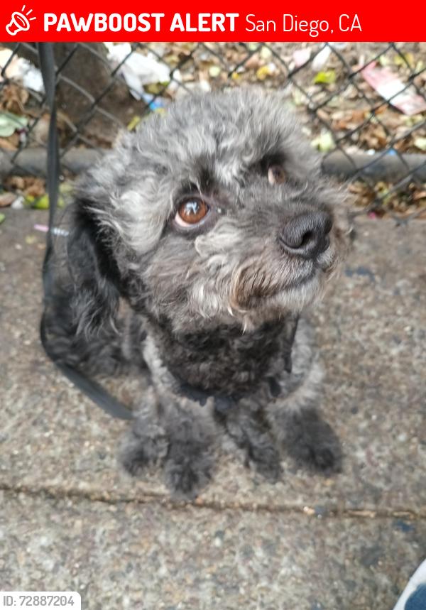 Lost Male Dog last seen Imperial st, San Diego, CA 92102