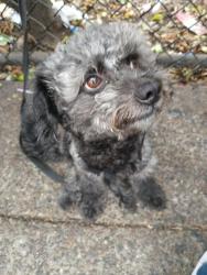 Lost Male Dog last seen Imperial st, San Diego, CA 92102