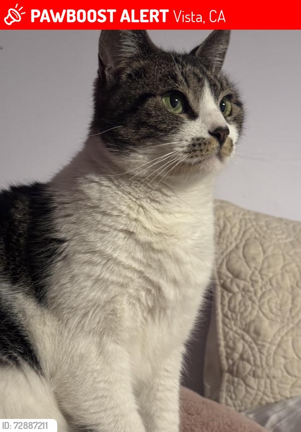 Lost Female Cat last seen North Santa Fe Ave , Vista, CA 92083