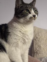 Lost Female Cat last seen North Santa Fe Ave , Vista, CA 92083