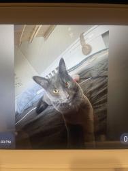 Lost Male Cat last seen Golden mountain ridge neighborhood, Golden, CO 80403