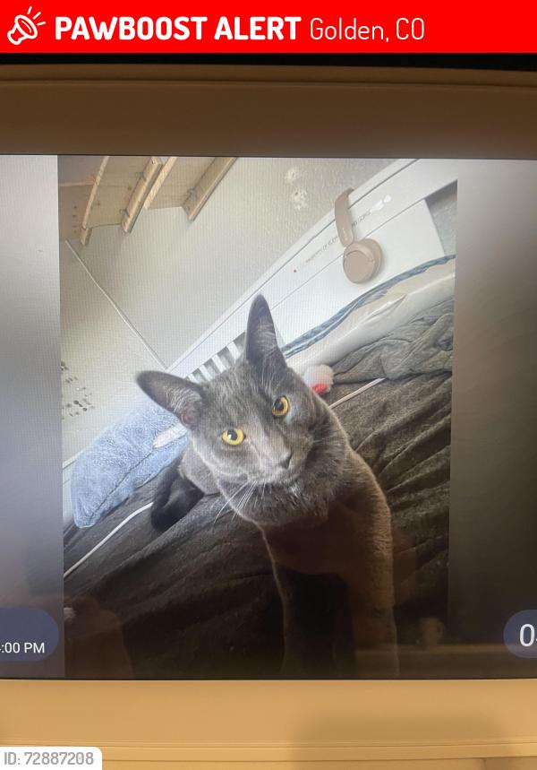 Lost Male Cat last seen Golden mountain ridge neighborhood, Golden, CO 80403
