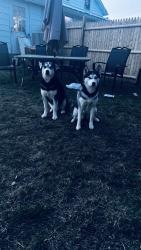 Lost Female Dog last seen Morse rs , Jersey, OH 43062
