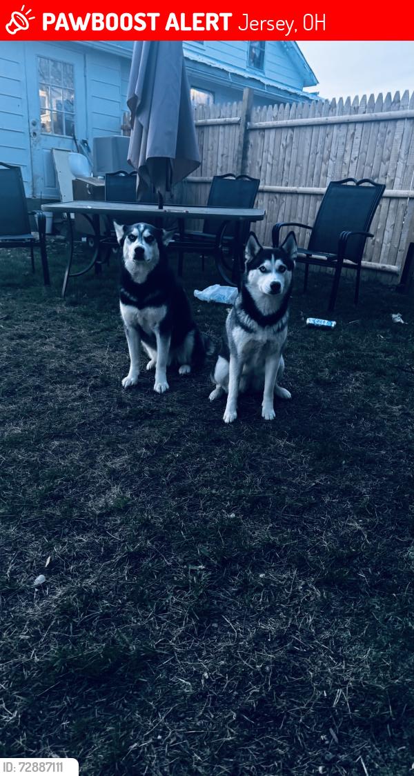 Lost Female Dog last seen Morse rs, Jersey, OH 43062