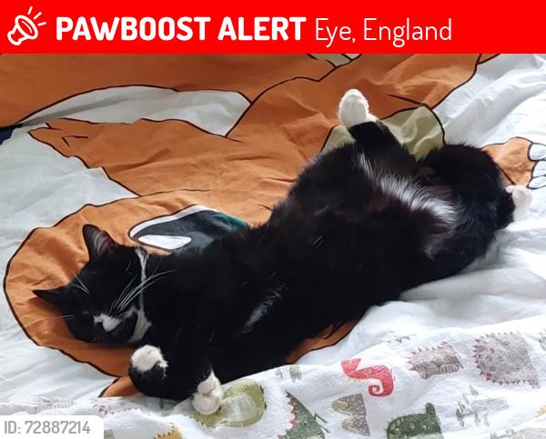 Lost Male Cat last seen Parnwell, Eye, England 