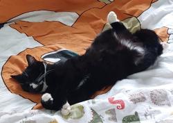 Lost Male Cat last seen Parnwell, Eye, England 