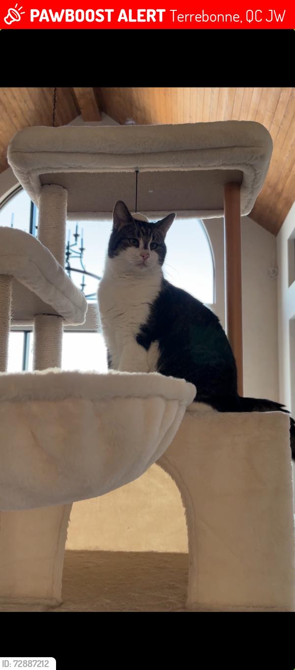 Lost Male Cat last seen Chemin St-Charles, Terrebonne, QC J6W