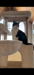 Lost Male Cat last seen Chemin St-Charles, Terrebonne, QC J6W