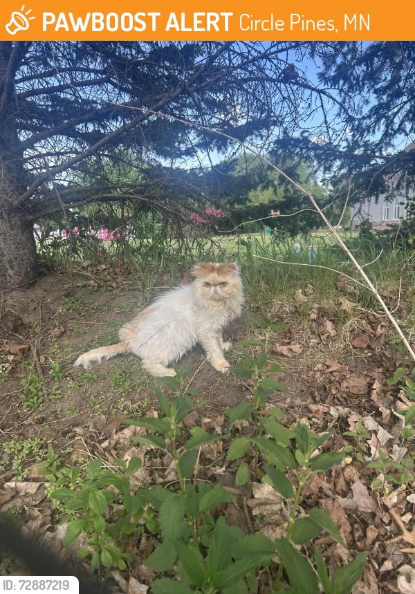 Found/Stray Unknown Cat last seen Russian Baptist Church, Circle Pines, MN 55014
