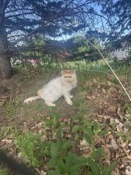 Found/Stray Unknown Cat last seen Russian Baptist Church, Circle Pines, MN 55014