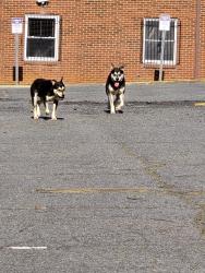 Found/Stray Unknown Dog last seen NW Blvd. And Underwood St. Winston Salem NC 27101, Winston-Salem, NC 27195