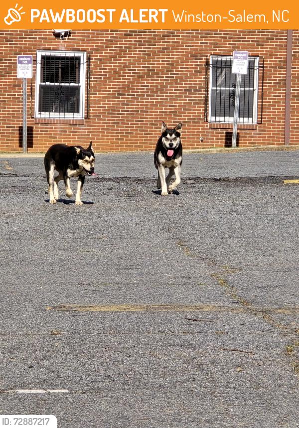 Found/Stray Unknown Dog last seen NW Blvd. And Underwood St. Winston Salem NC 27101, Winston-Salem, NC 27195